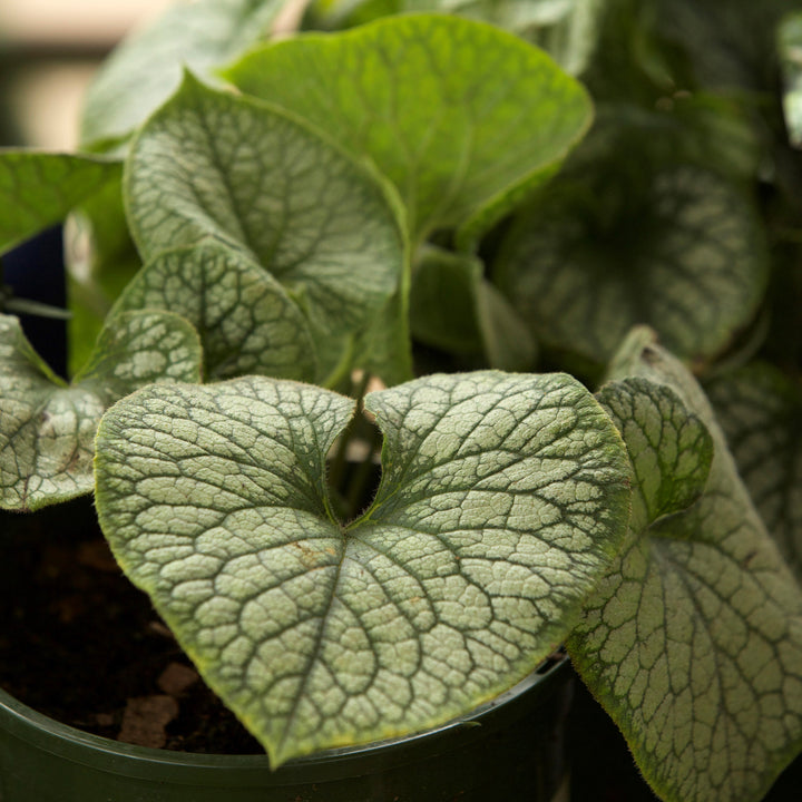 Brunnera macrophylla 'Jack Frost' ~ Jack Frost Siberian Bugloss-ServeScape