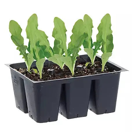 Assorted Vegetables ~ Cool Season Vegetables (1.2qt 6-pack )