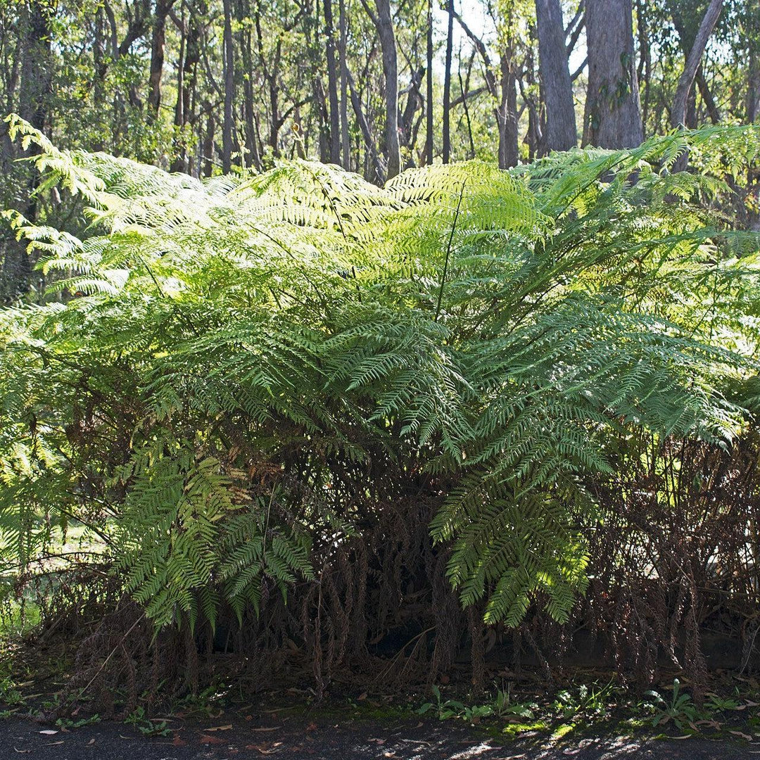 Alsophila australis ~ Monrovia® Australian Tree Fern-ServeScape