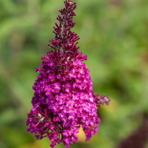 Buddleia davidii 'PIIBD-II' PP26,278 ~ First Editions® Funky Fuchsia™ Butterfly Bush-ServeScape