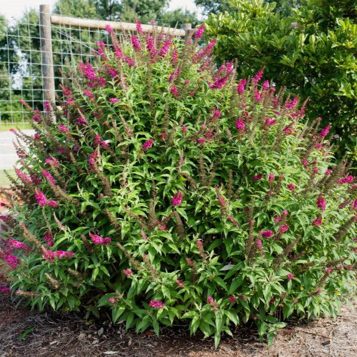 Buddleia davidii 'PIIBD-II' PP26,278 ~ First Editions® Funky Fuchsia™ Butterfly Bush-ServeScape