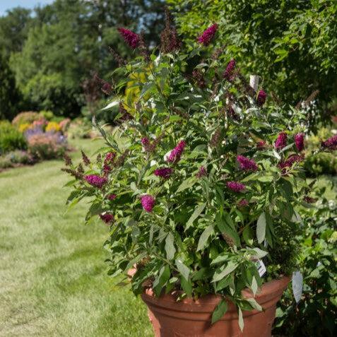 Buddleia davidii 'PIIBD-II' PP26,278 ~ First Editions® Funky Fuchsia™ Butterfly Bush-ServeScape