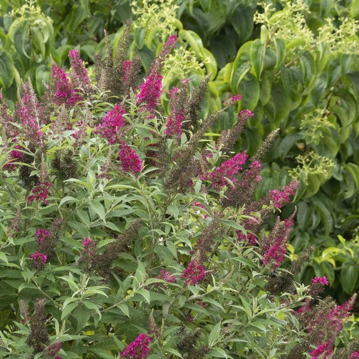 Buddleia davidii 'PIIBD-II' PP26,278 ~ First Editions® Funky Fuchsia™ Butterfly Bush-ServeScape