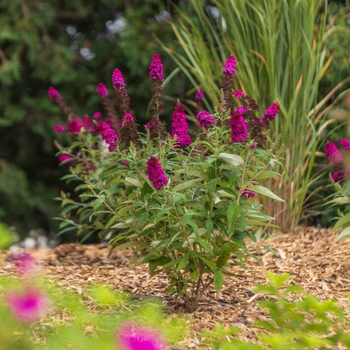 Buddleia davidii 'PIIBD-II' PP26,278 ~ First Editions® Funky Fuchsia™ Butterfly Bush-ServeScape