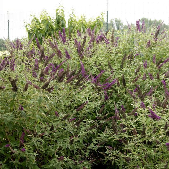 Buddleia davidii 'PIIBD-I' PP26,305 ~ First Editions® Groovy Grape™ Butterfly Bush-ServeScape