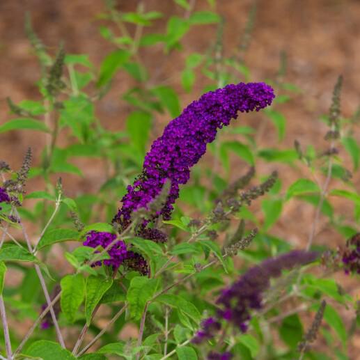 Buddleia davidii 'PIIBD-I' PP26,305 ~ First Editions® Groovy Grape™ Butterfly Bush-ServeScape