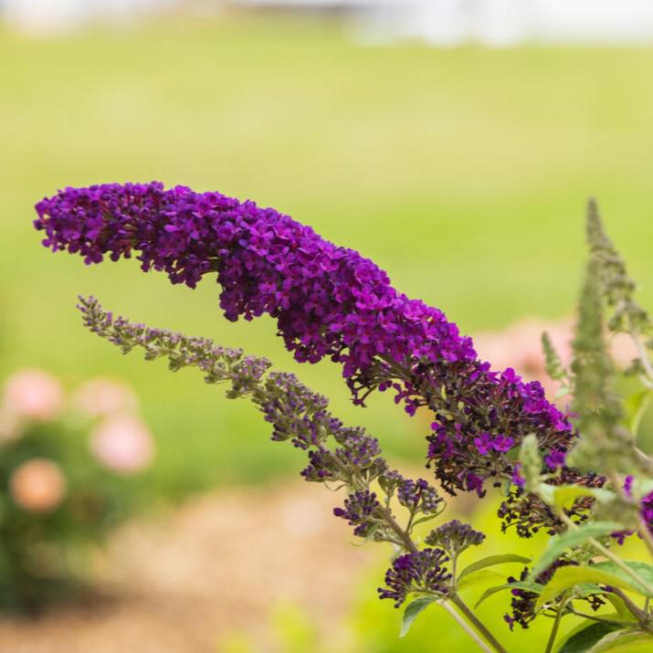 Buddleia davidii 'PIIBD-I' PP26,305 ~ First Editions® Groovy Grape™ Butterfly Bush-ServeScape