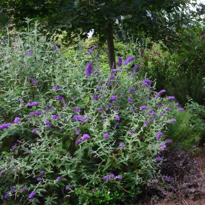 Buddleia davidii 'PIIBD-I' PP26,305 ~ First Editions® Groovy Grape™ Butterfly Bush-ServeScape