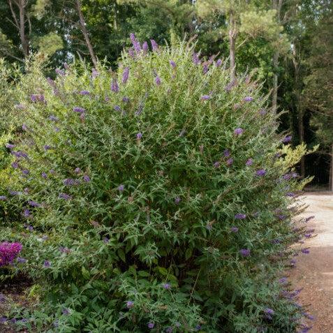 Buddleia davidii 'PIIBD-III' PP26,306 ~ First Editions® Psychedelic Sky™ Butterfly Bush-ServeScape