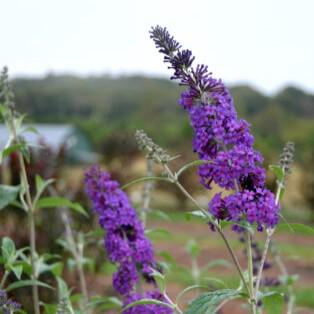 Buddleia davidii 'PIIBD-III' PP26,306 ~ First Editions® Psychedelic Sky™ Butterfly Bush-ServeScape