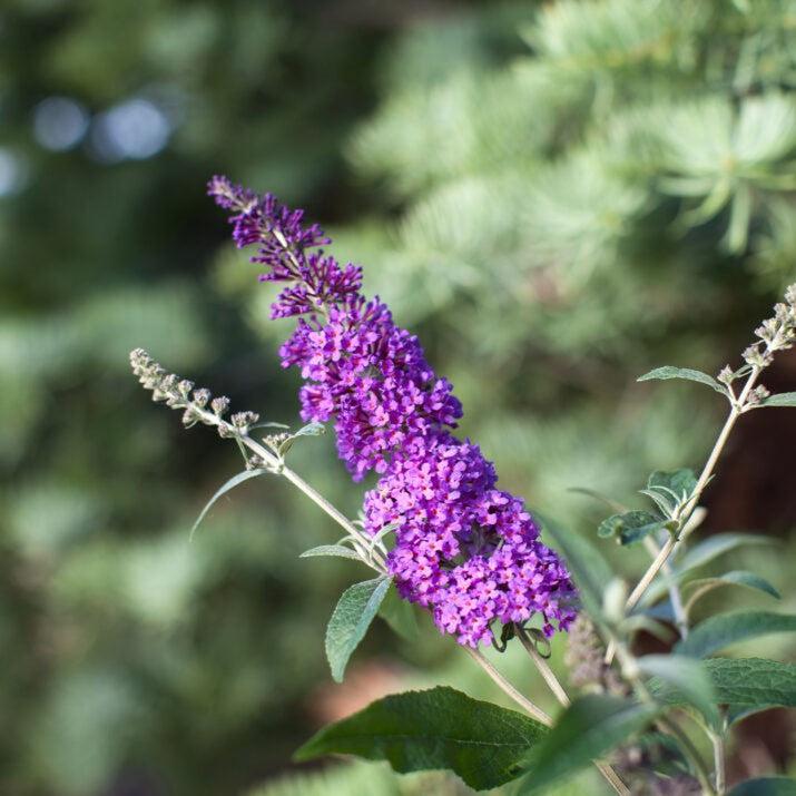 Buddleia davidii 'PIIBD-III' PP26,306 ~ First Editions® Psychedelic Sky™ Butterfly Bush-ServeScape