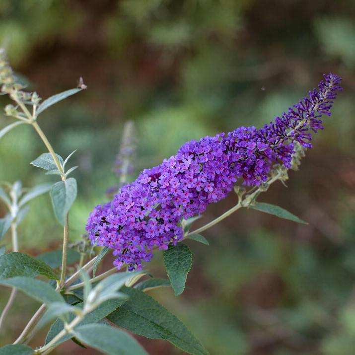 Buddleia davidii 'PIIBD-III' PP26,306 ~ First Editions® Psychedelic Sky™ Butterfly Bush-ServeScape