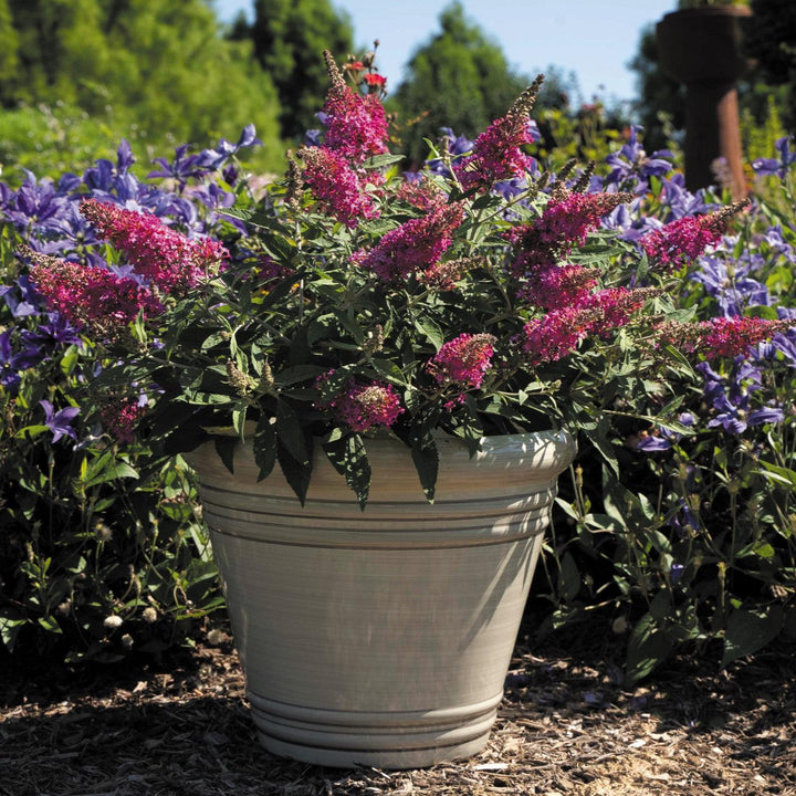 Buddleia davidii 'Condappin' ~ Dapper® Pink Butterfly Bush-ServeScape