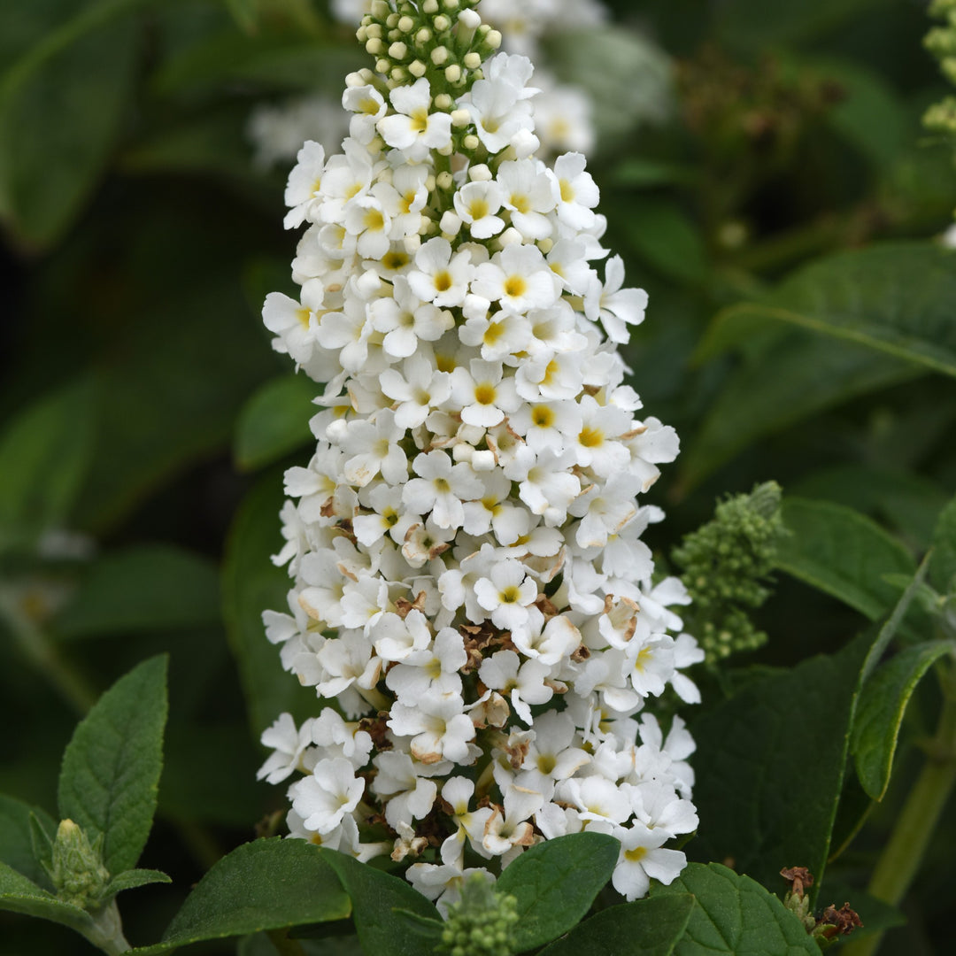 Buddleia 'Balchryite' ~ Chrysalis™ White Butterfly Bush-ServeScape