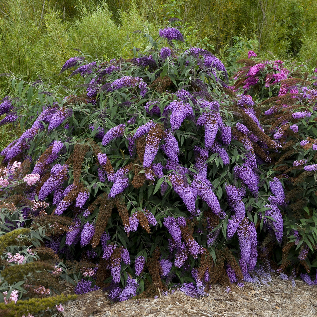 Buddleia davidii 'Violet Cascade' ~ Violet Cascade Butterfly Bush-ServeScape