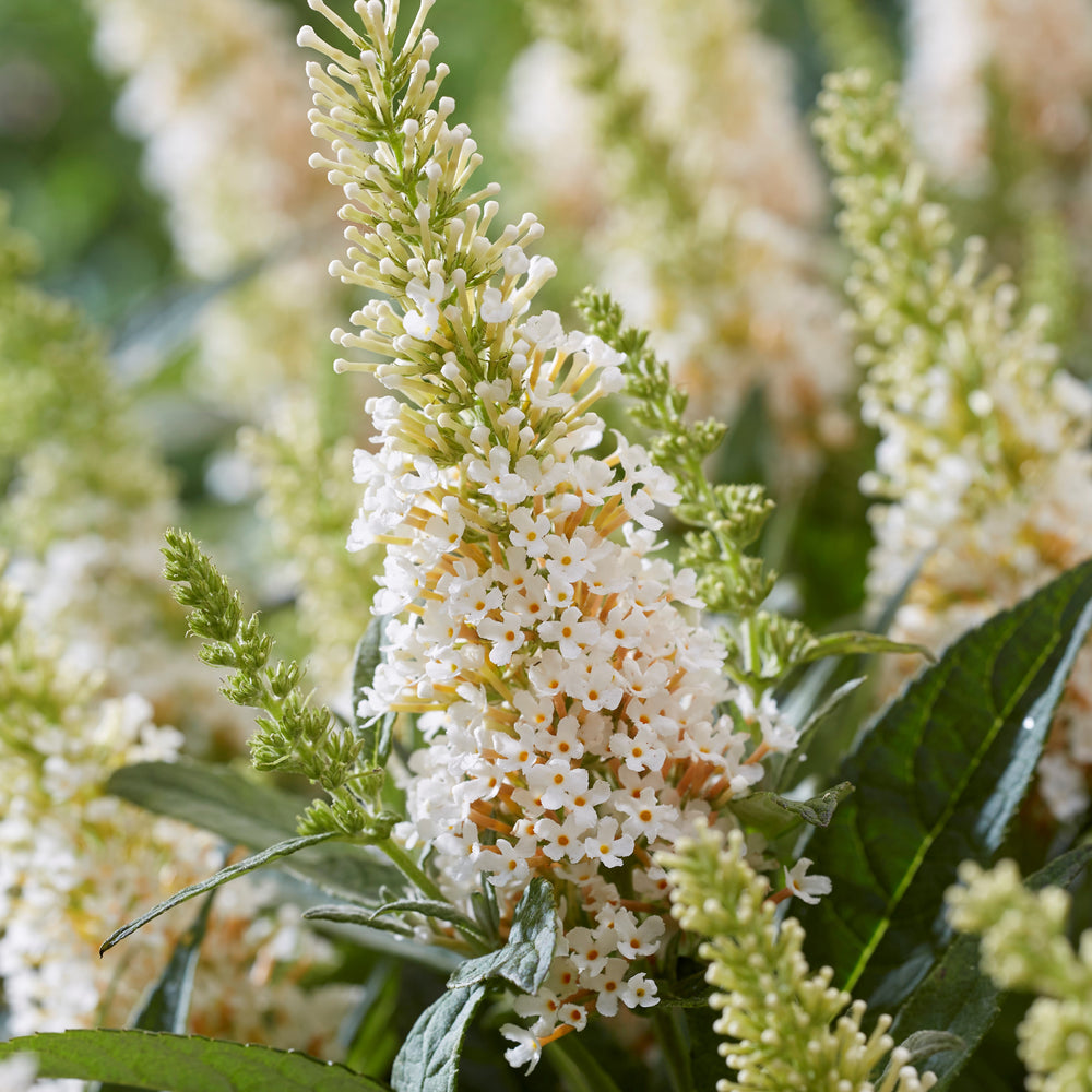 Buddleia davidii ‘BotEx 003’ PP34,525 ~ Butterfly Candy™ Lil' Coconut™ Butterfly Bush-ServeScape