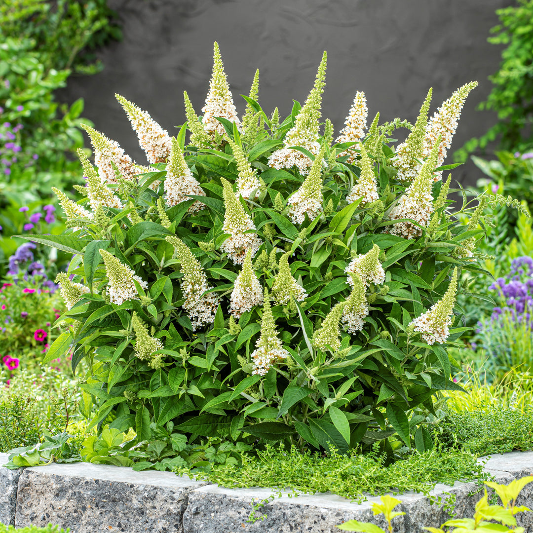 Buddleia davidii ‘BotEx 003’ PP34,525 ~ Butterfly Candy™ Lil' Coconut™ Butterfly Bush-ServeScape