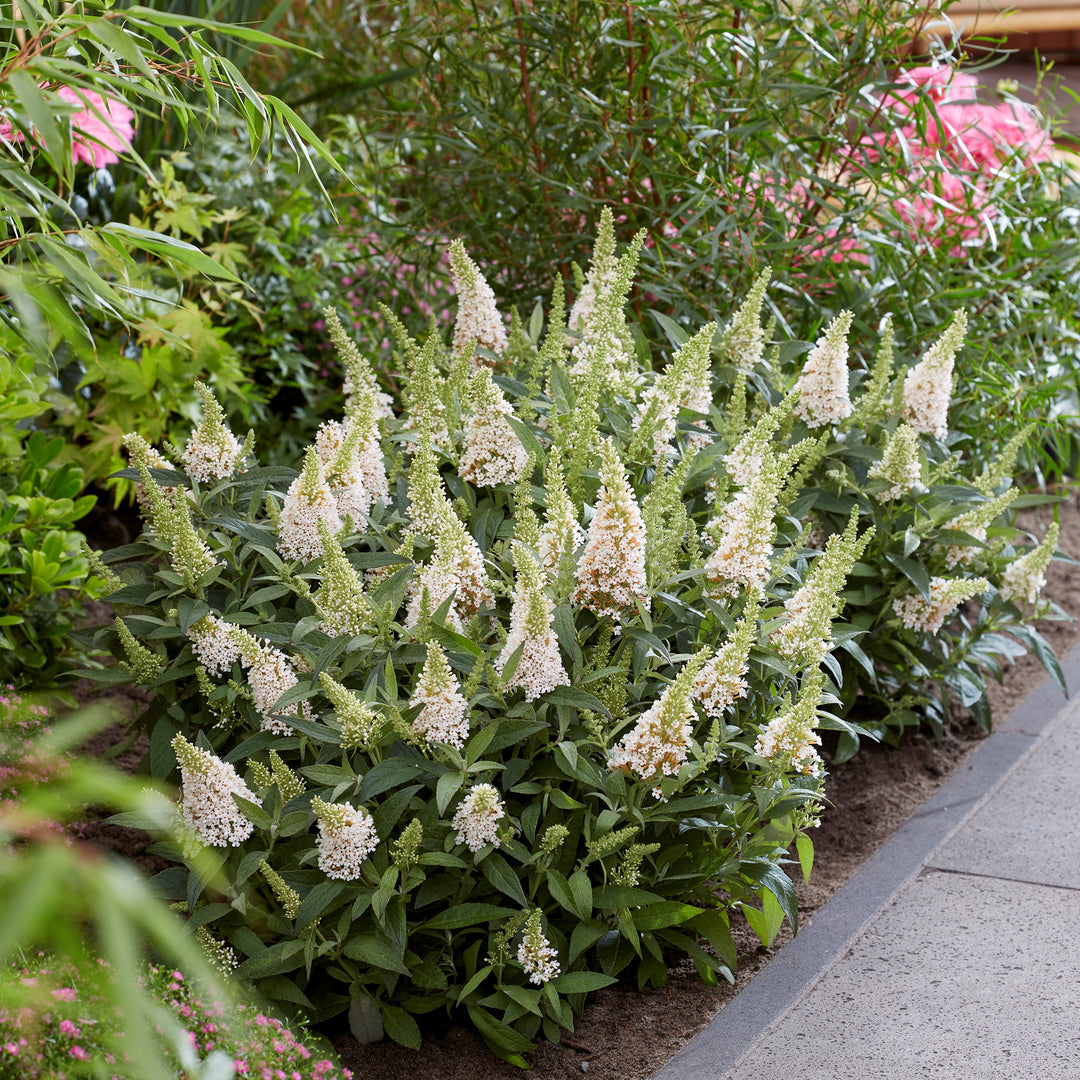 Buddleia davidii ‘BotEx 003’ PP34,525 ~ Butterfly Candy™ Lil' Coconut™ Butterfly Bush-ServeScape