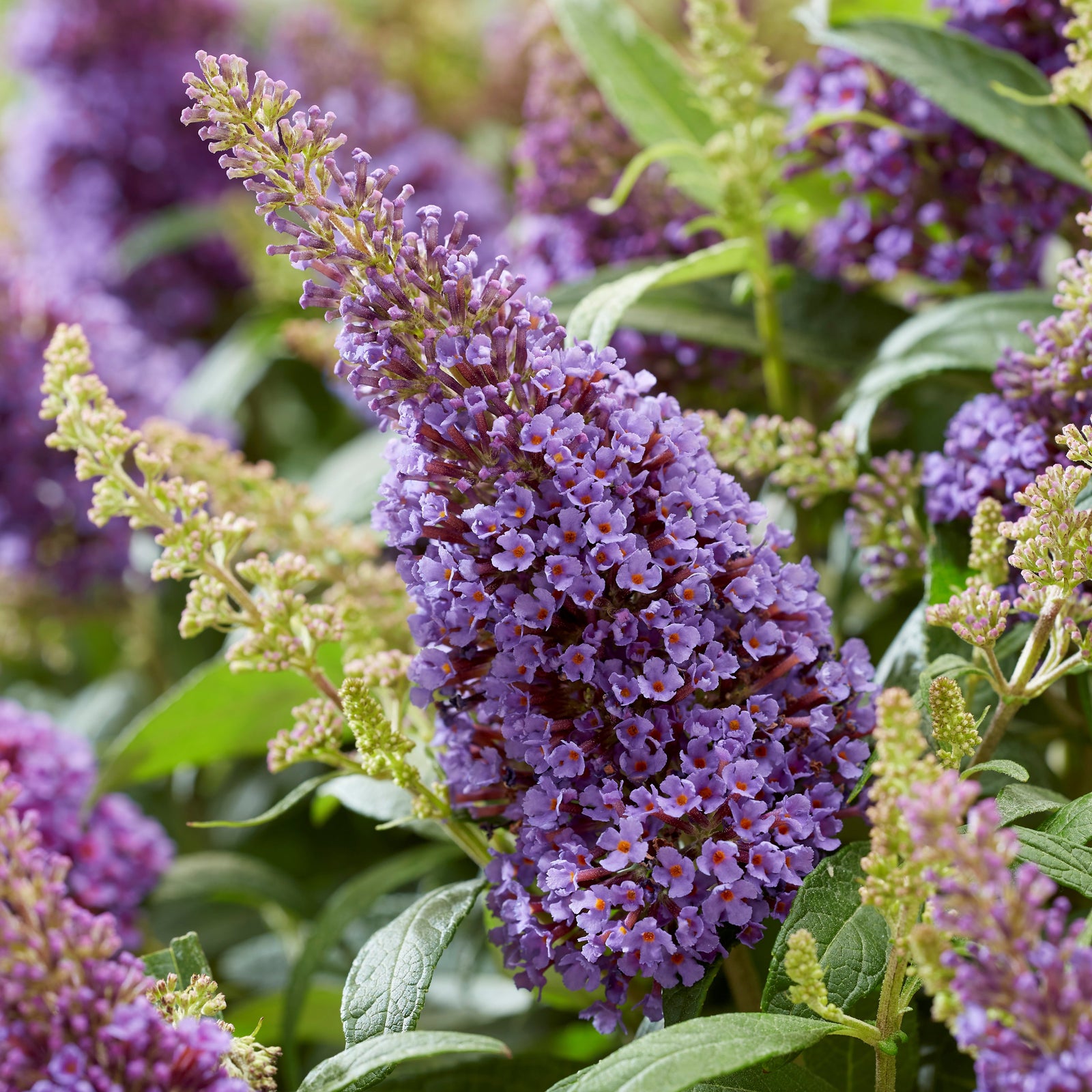 Buddleia davidii ‘BotEx 004’ PP34,378 ~ Butterfly Candy™ Lil' ™Lavender Butterfly Bush-ServeScape