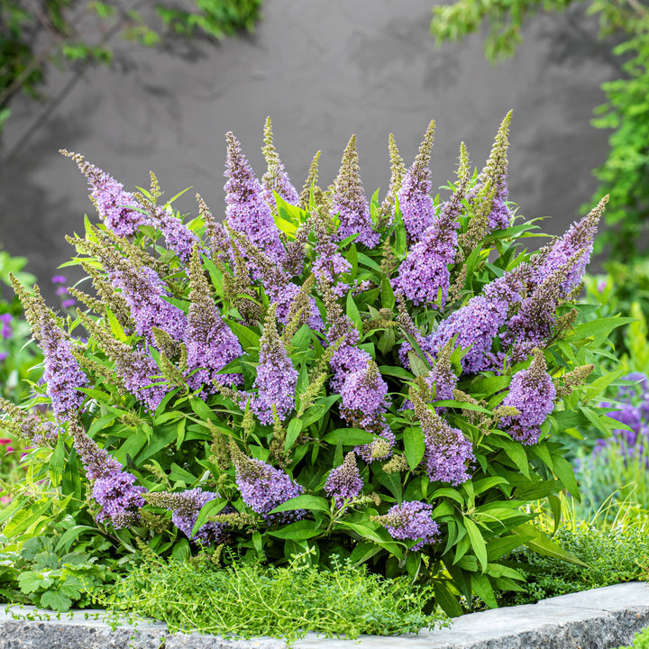 Buddleia davidii ‘BotEx 004’ PP34,378 ~ Butterfly Candy™ Lil' ™Lavender Butterfly Bush-ServeScape