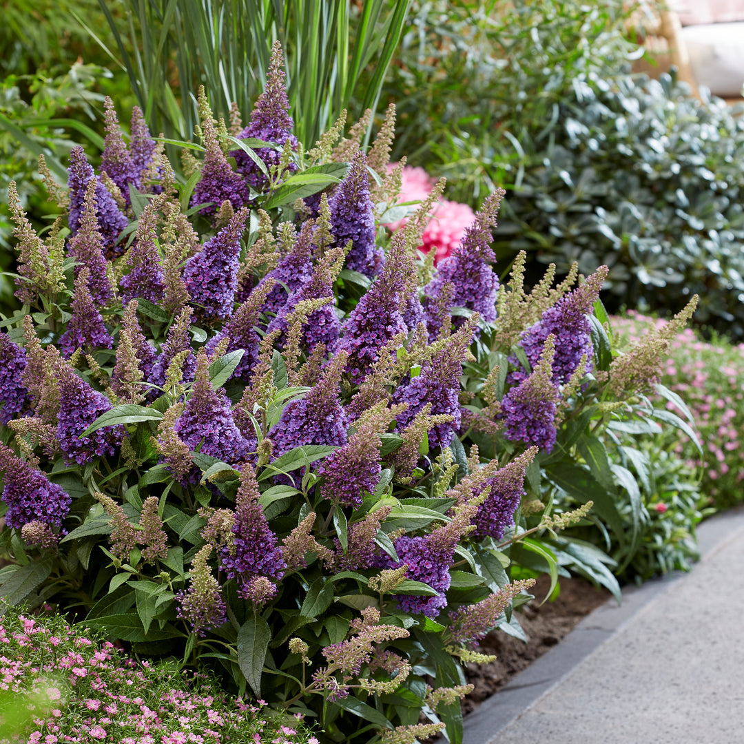 Buddleia davidii ‘BotEx 004’ PP34,378 ~ Butterfly Candy™ Lil' ™Lavender Butterfly Bush-ServeScape