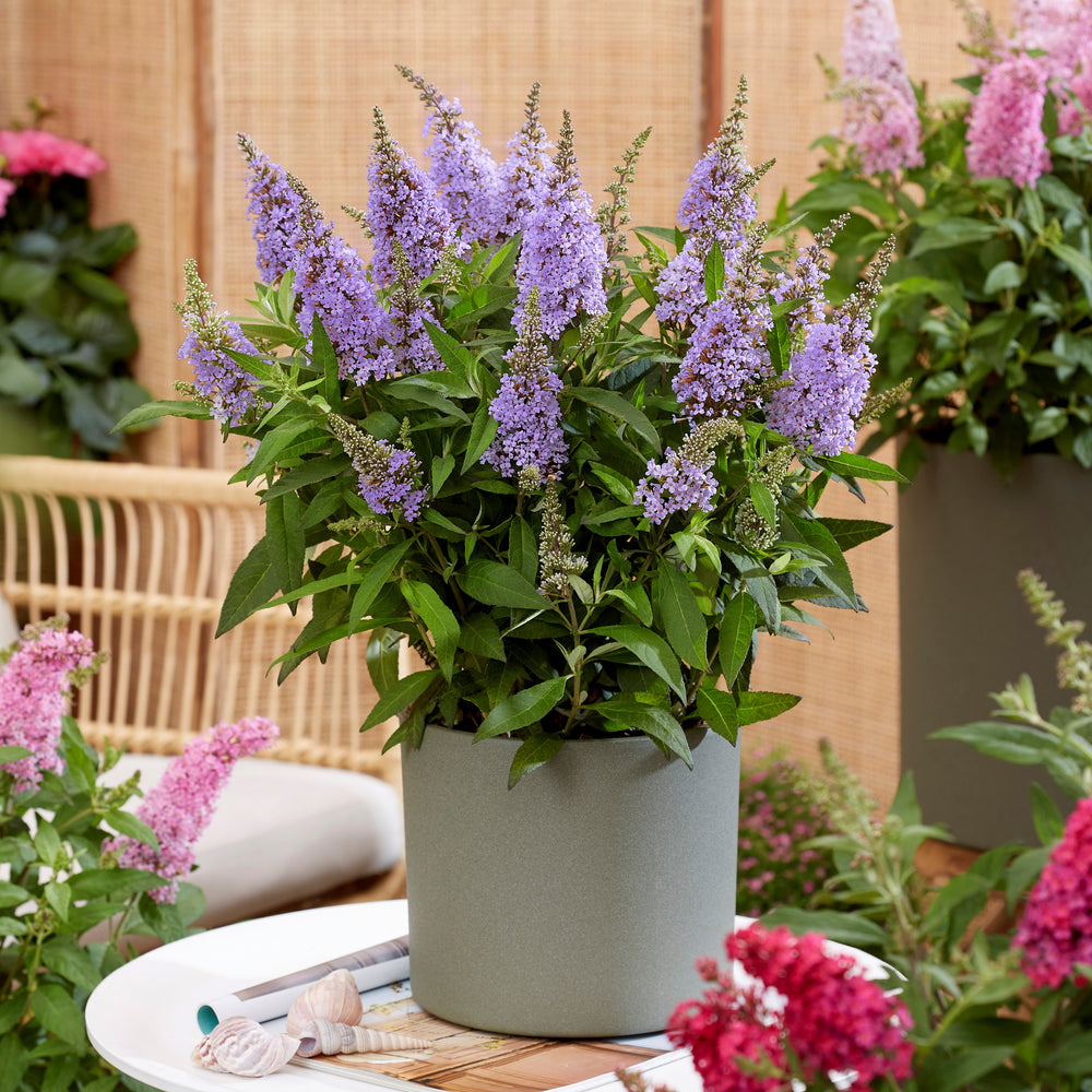 Buddleia davidii ‘BotEx 004’ PP34,378 ~ Butterfly Candy™ Lil' ™Lavender Butterfly Bush-ServeScape