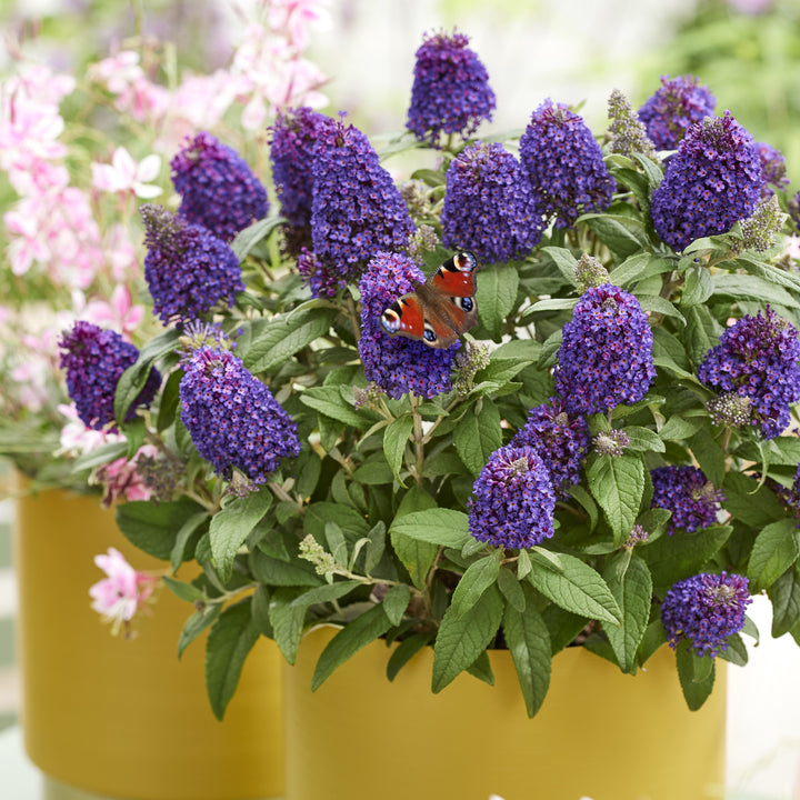 Buddleia davidii 'Botex 010' ~ Little Rockstars Purple Butterfly Bush-ServeScape