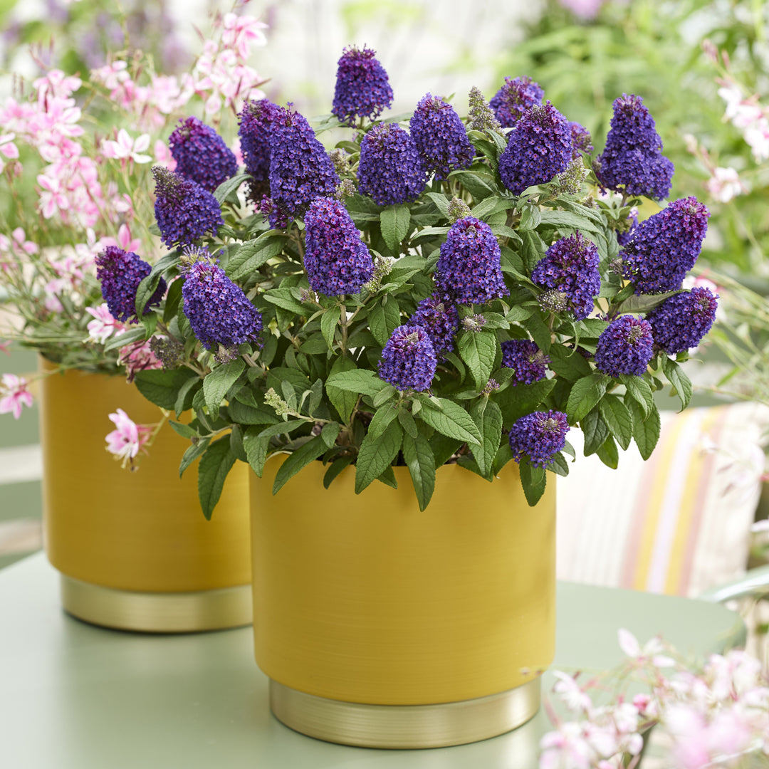 Buddleia davidii 'Botex 010' ~ Little Rockstars Purple Butterfly Bush-ServeScape