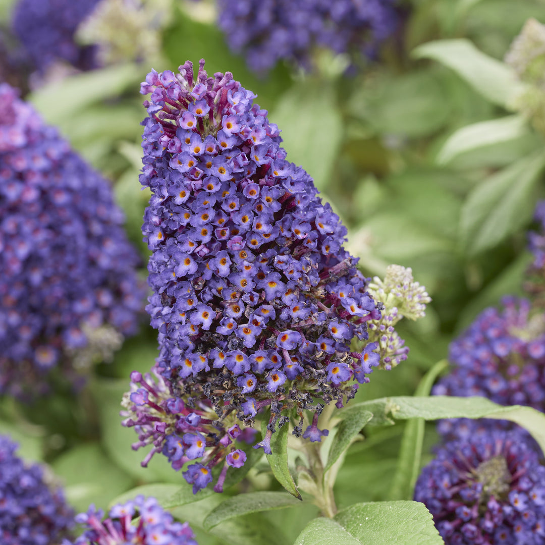 Buddleia davidii 'Botex 010' ~ Little Rockstars Purple Butterfly Bush-ServeScape