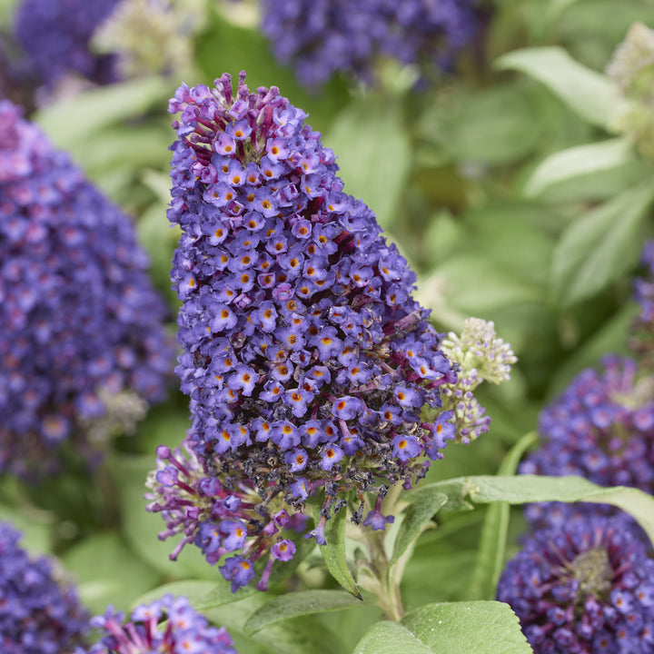 Buddleia davidii 'Botex 010' ~ Little Rockstars Purple Butterfly Bush-ServeScape