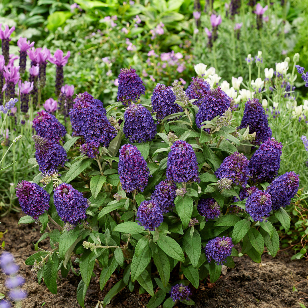 Buddleia davidii 'Botex 010' ~ Little Rockstars Purple Butterfly Bush-ServeScape