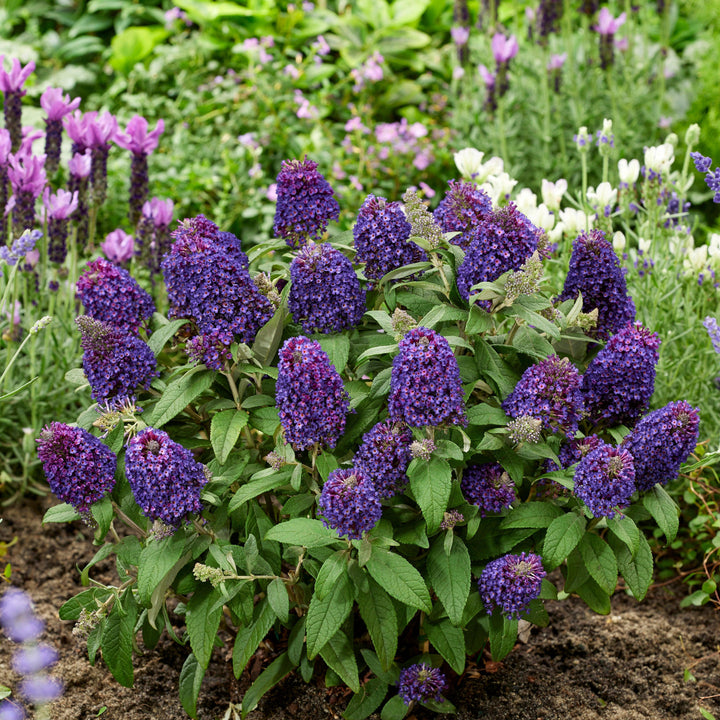 Buddleia davidii 'Botex 010' ~ Little Rockstars Purple Butterfly Bush-ServeScape