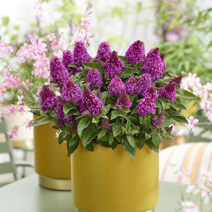 Buddleia davidii 'Botex 009' ~ Monrovia® Little Rockstars Red Butterfly Bush-ServeScape