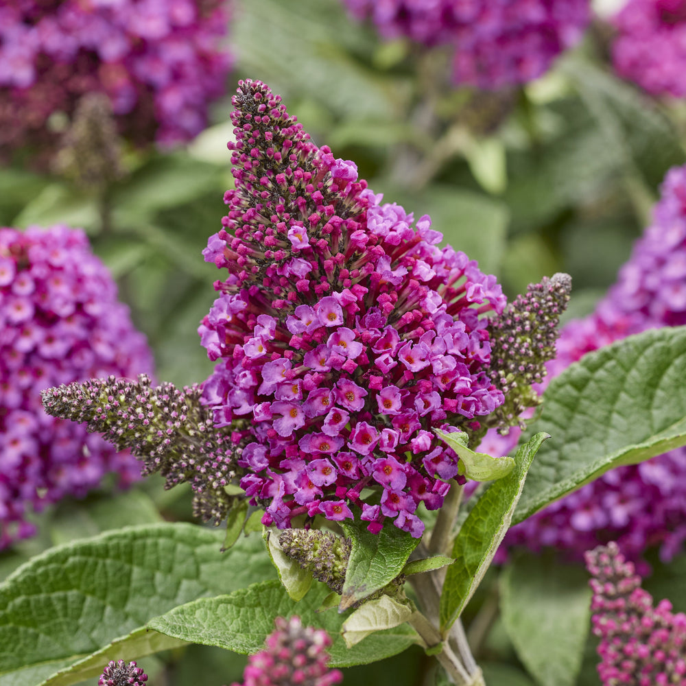 Buddleia davidii 'Botex 009' ~ Monrovia® Little Rockstars Red Butterfly Bush-ServeScape