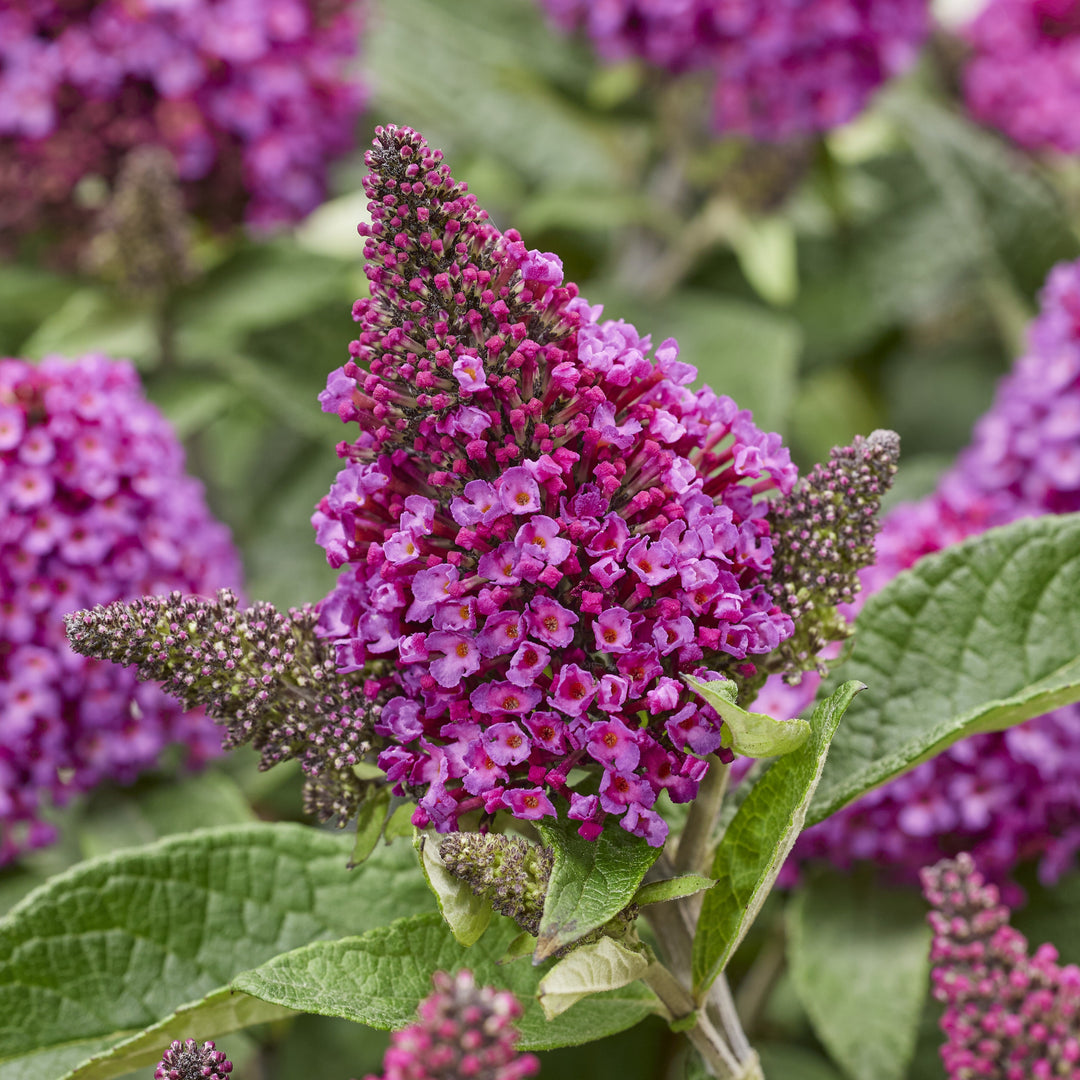Buddleia davidii 'Botex 009' ~ Monrovia® Little Rockstars Red Butterfly Bush-ServeScape