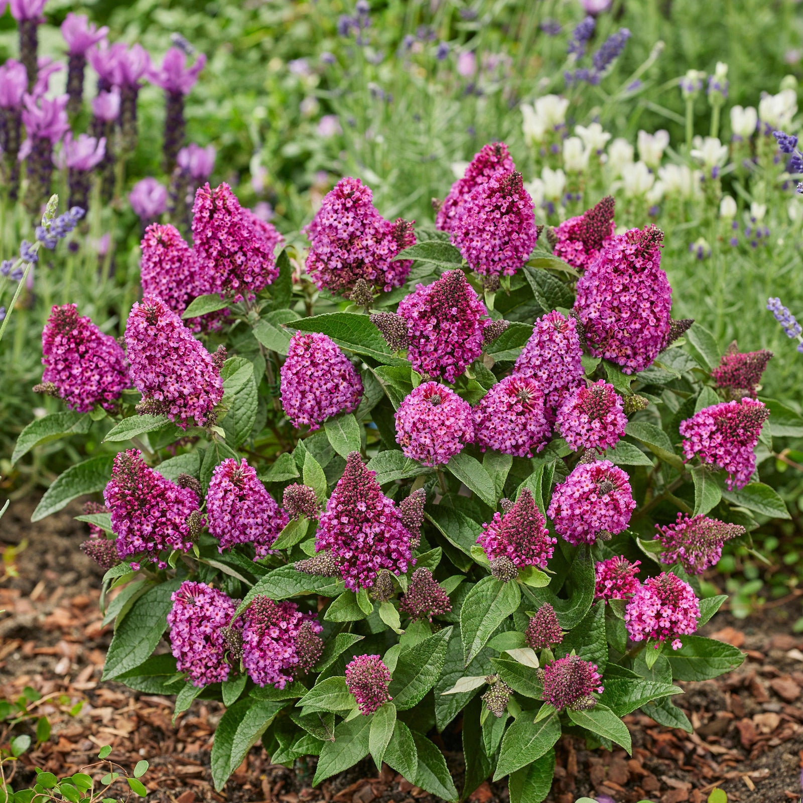 Buddleia davidii 'Botex 009' ~ Monrovia® Little Rockstars Red Butterfly Bush-ServeScape
