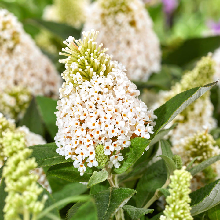 Buddleia davidii 'Botex 013' ~ Little Rockstars White Butterfly Bush-ServeScape
