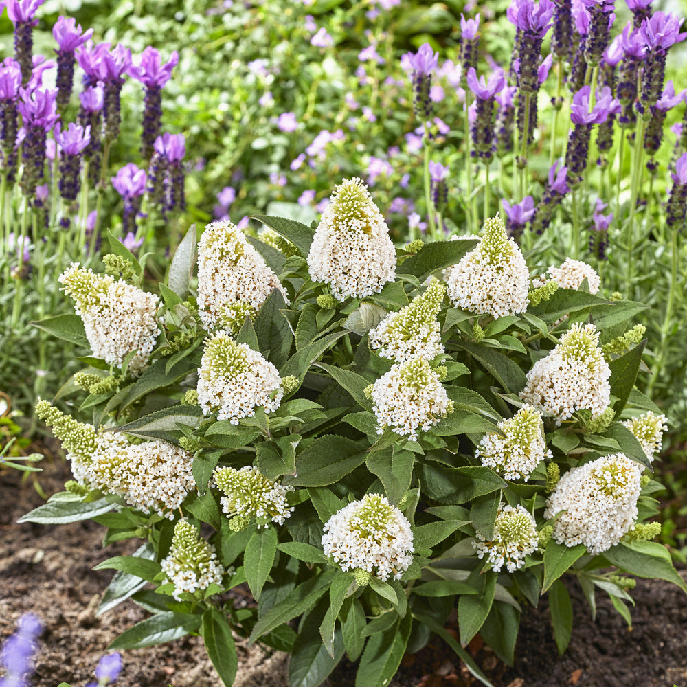 Buddleia davidii 'Botex 013' ~ Little Rockstars White Butterfly Bush-ServeScape