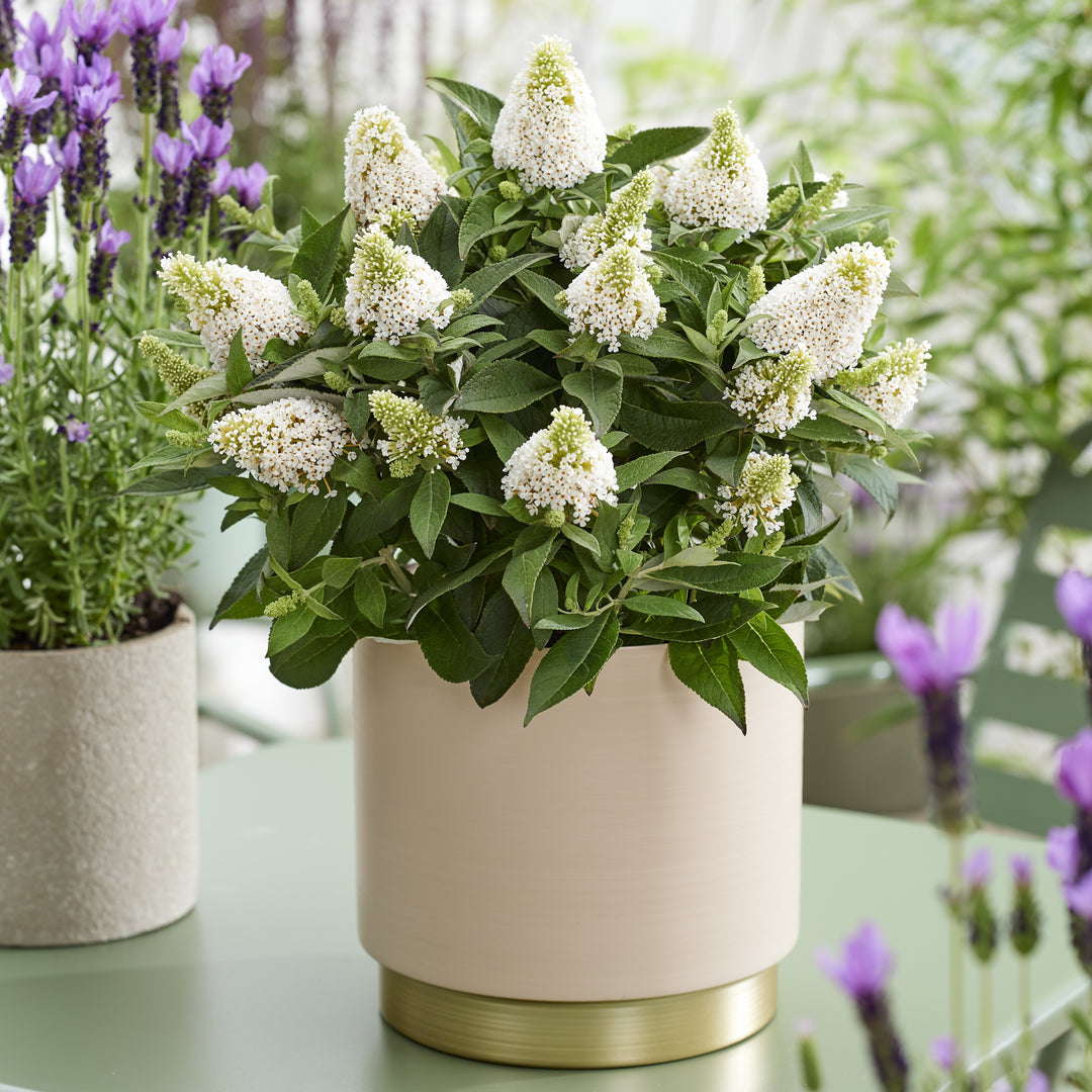 Buddleia davidii 'Botex 013' ~ Little Rockstars White Butterfly Bush-ServeScape