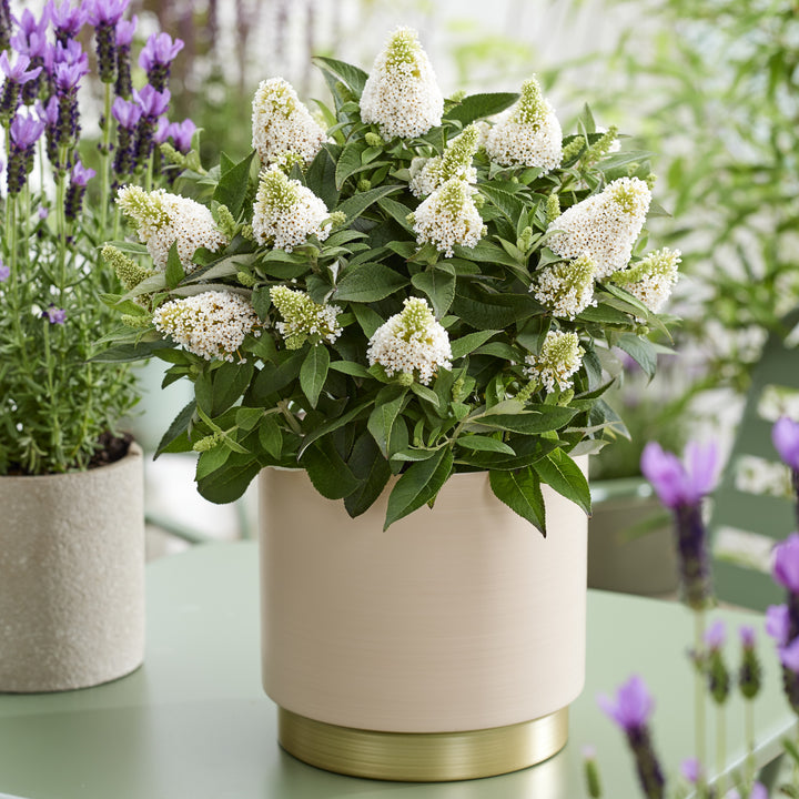 Buddleia davidii 'Botex 013' ~ Little Rockstars White Butterfly Bush-ServeScape