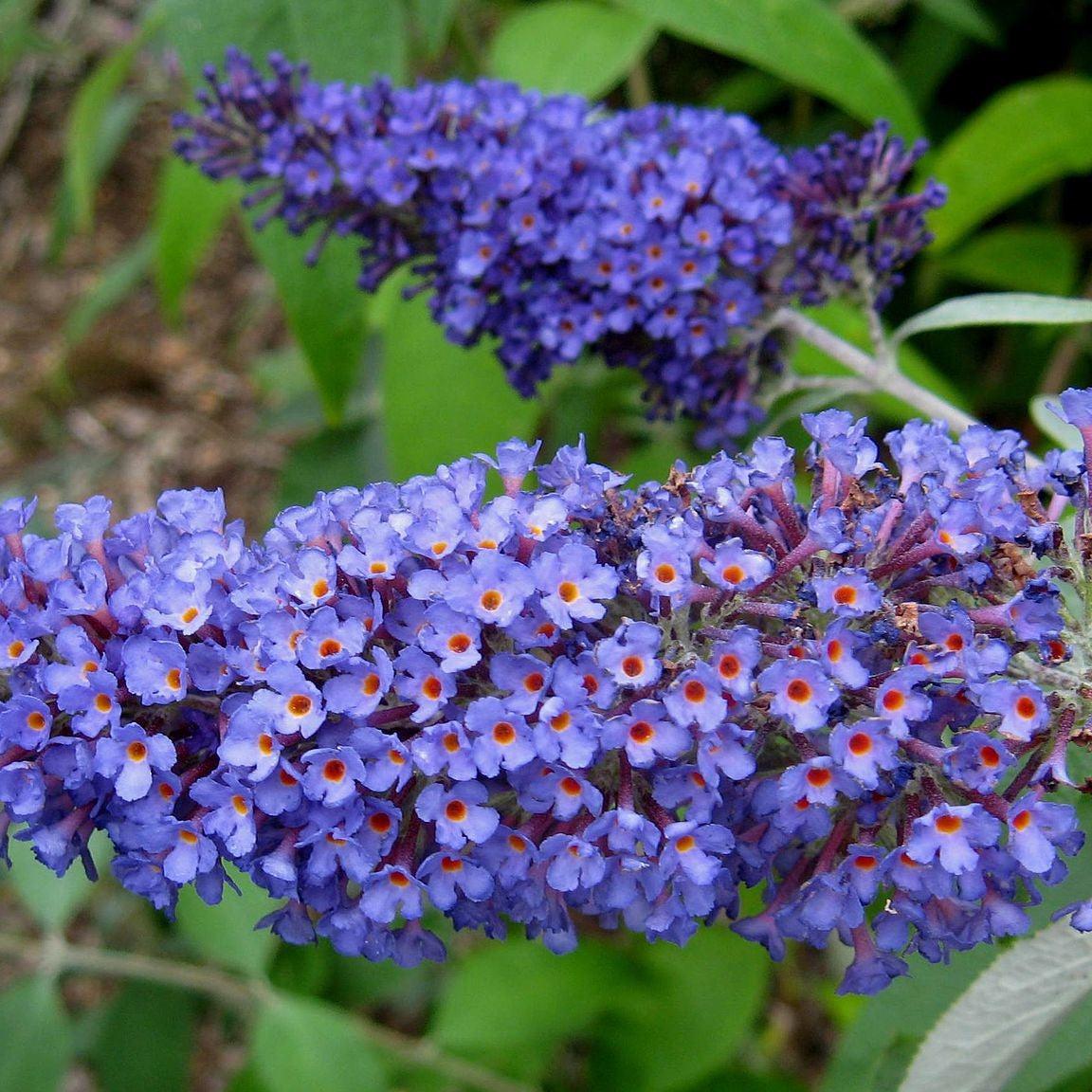 Buddleia davidii 'Ellen's Blue' ~ Ellen's Blue Butterfly Bush-ServeScape