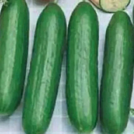 Assorted Vegetables ~ Cucumbers, Melons, Squash, and Okra Vegetables (4.5in)-ServeScape