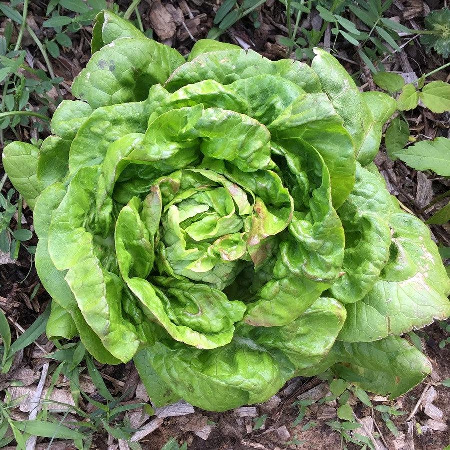 Lactuca sativa 'Buttercrunch' ~ Buttercrunch Lettuce-ServeScape