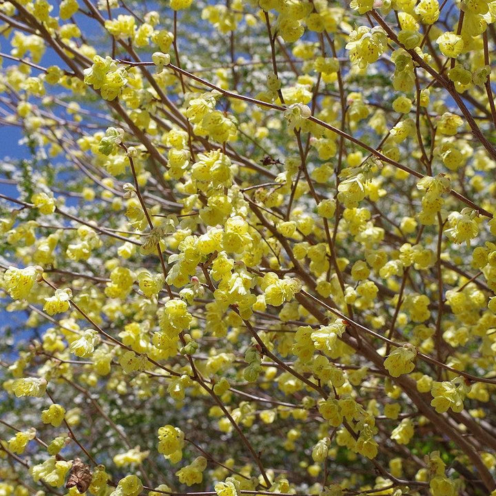 Corylopsis pauciflora ~ Winter Hazel-ServeScape