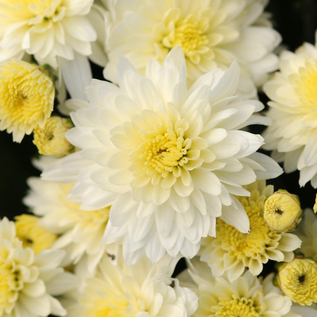 Chrysanthemum x morifolium 'Zanmubutter' ~ Butter N' Cream White Mum-ServeScape