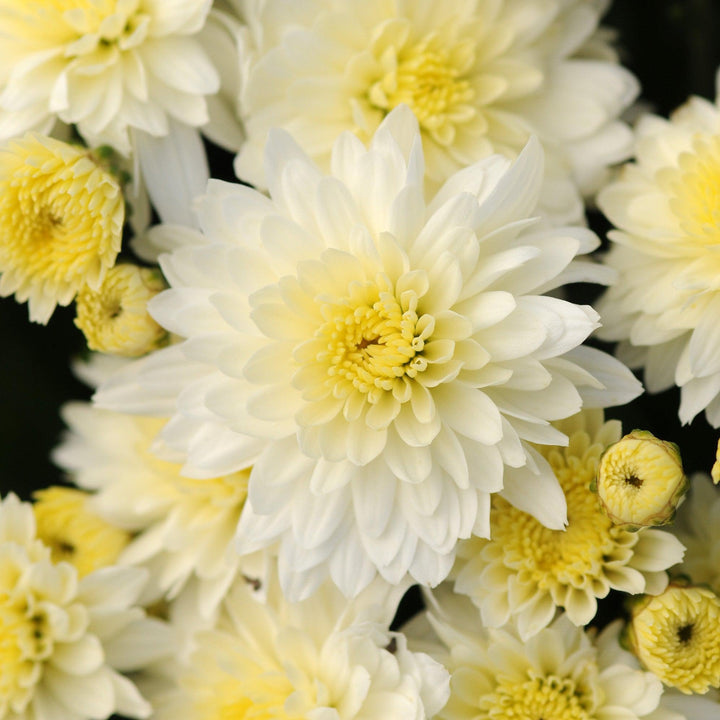 Chrysanthemum x morifolium 'Zanmubutter' ~ Butter N' Cream White Mum-ServeScape