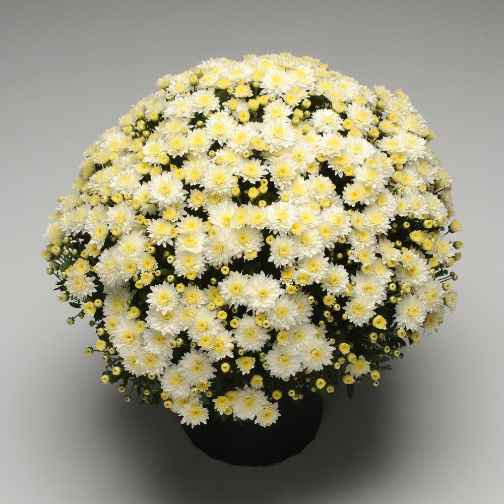 Chrysanthemum x morifolium 'Zanmubutter' ~ Butter N' Cream White Mum-ServeScape