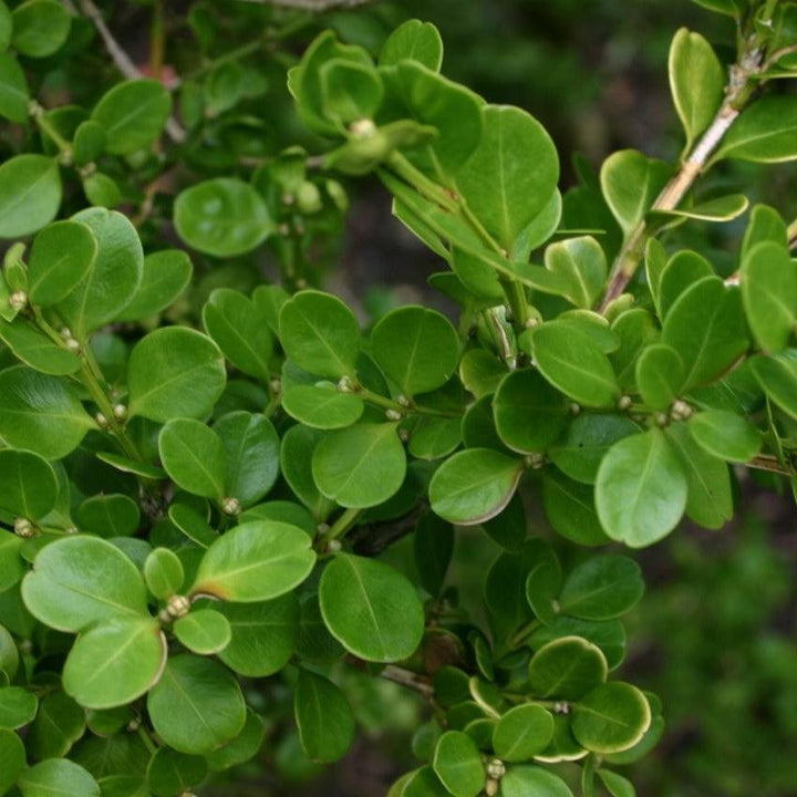 Buxus sinica ~ Korean Boxwood-ServeScape