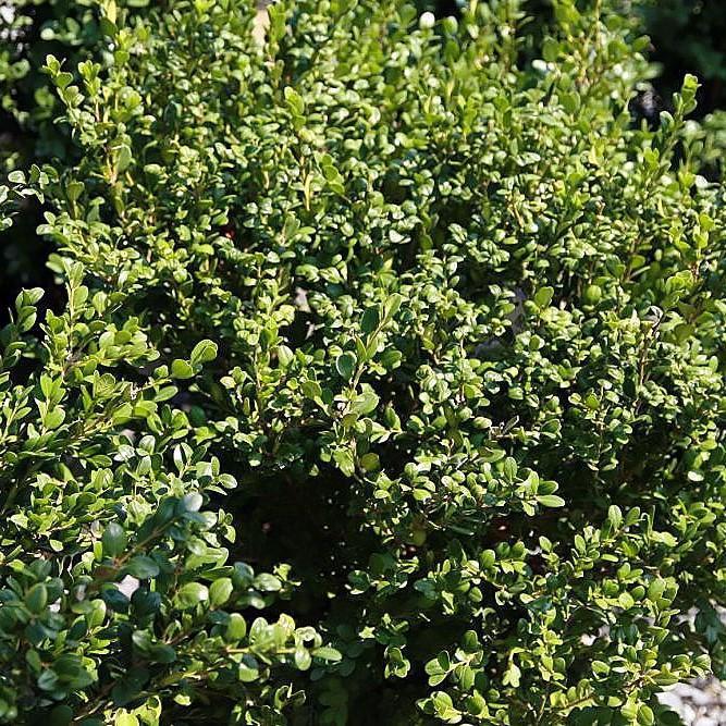Buxus microphylla var. japonica 'Winter Gem' ~ Monrovia® Winter Gem Boxwood-ServeScape