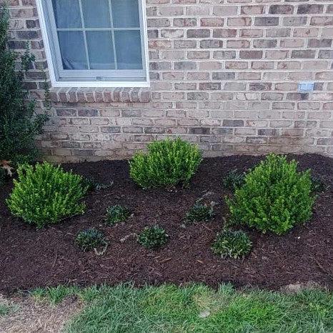 Buxus microphylla 'LP 03' PP 36,215 ~ Little Mister™ Boxwood-ServeScape